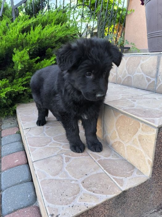 Czarna Suczka Długowłosa