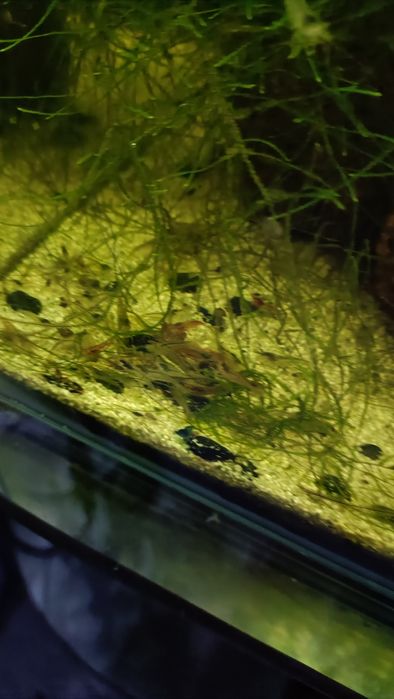 Camarões de aquário red chery