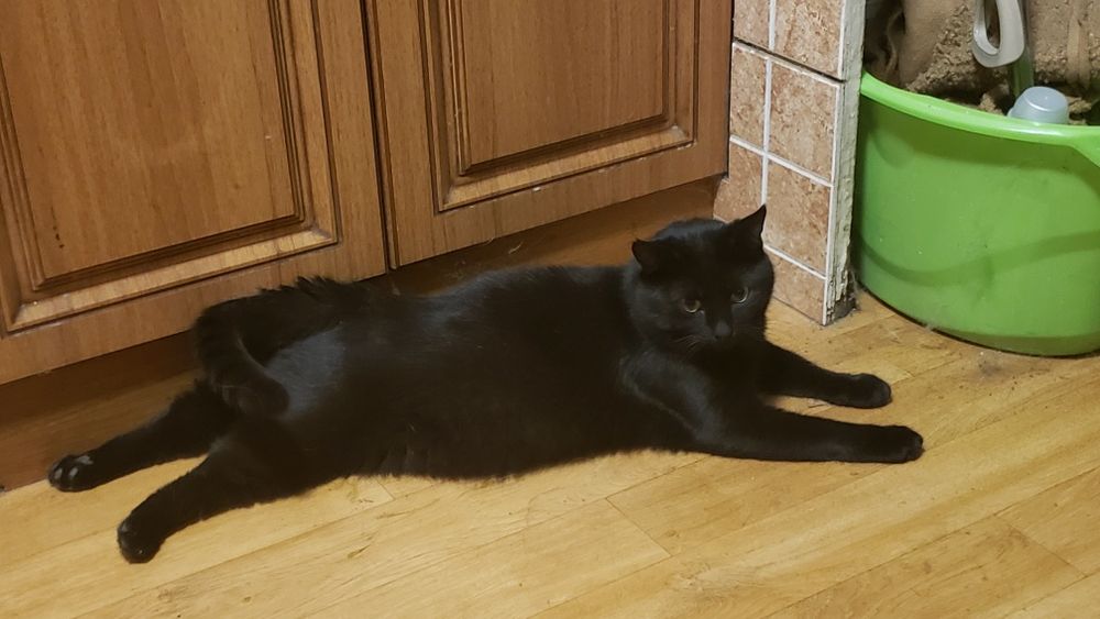 Гармонійна парочка котиків чекають на свою  родину