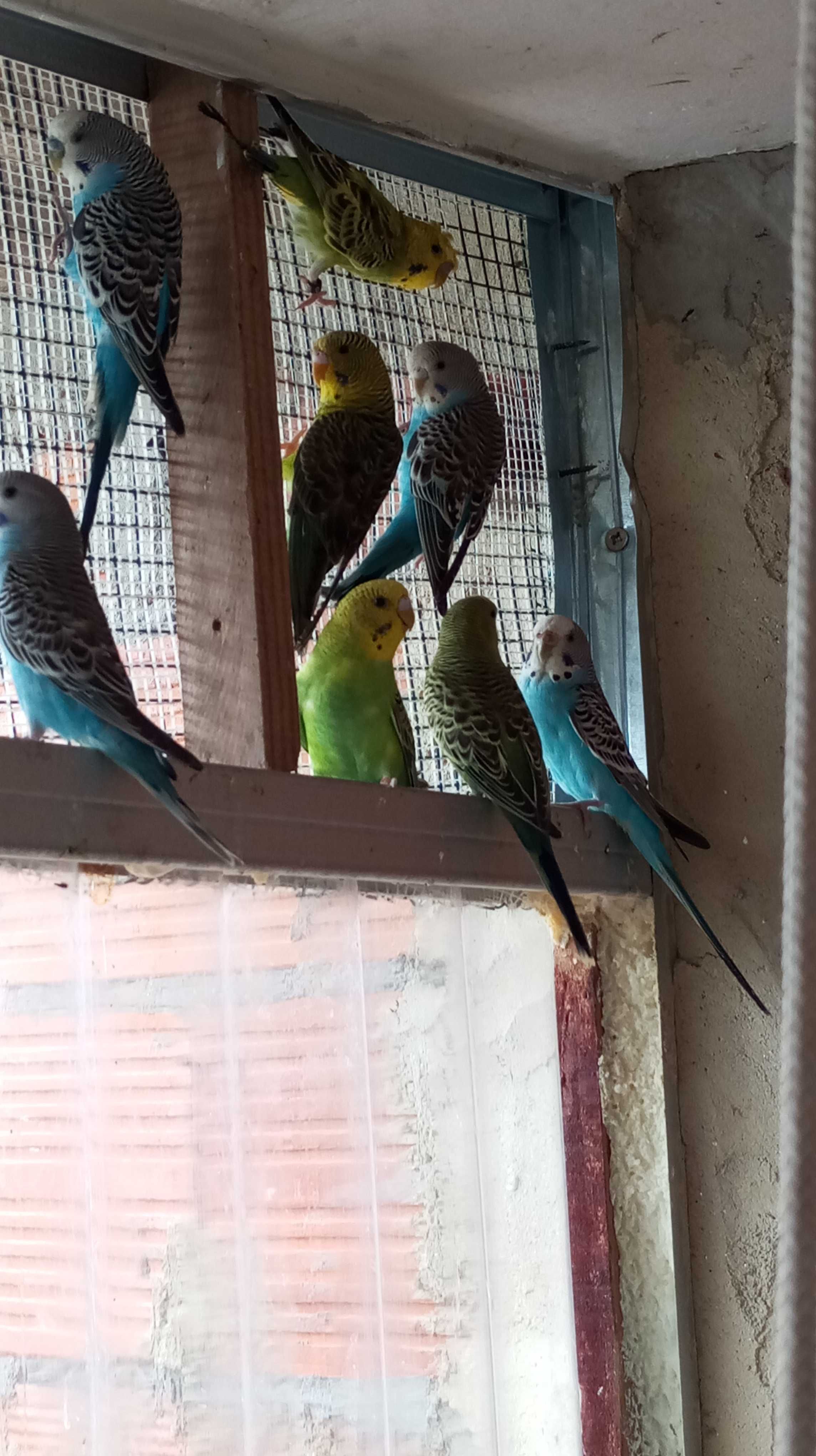 Piriquitos australianos anilhados