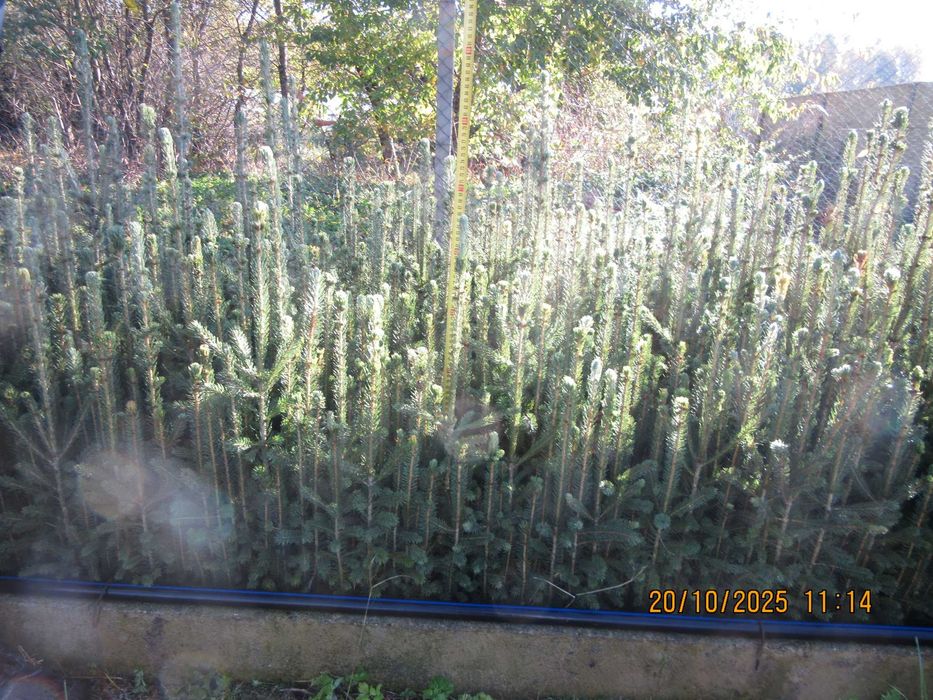 Sosna himalajska rumelijska sadzonki PASZPORT