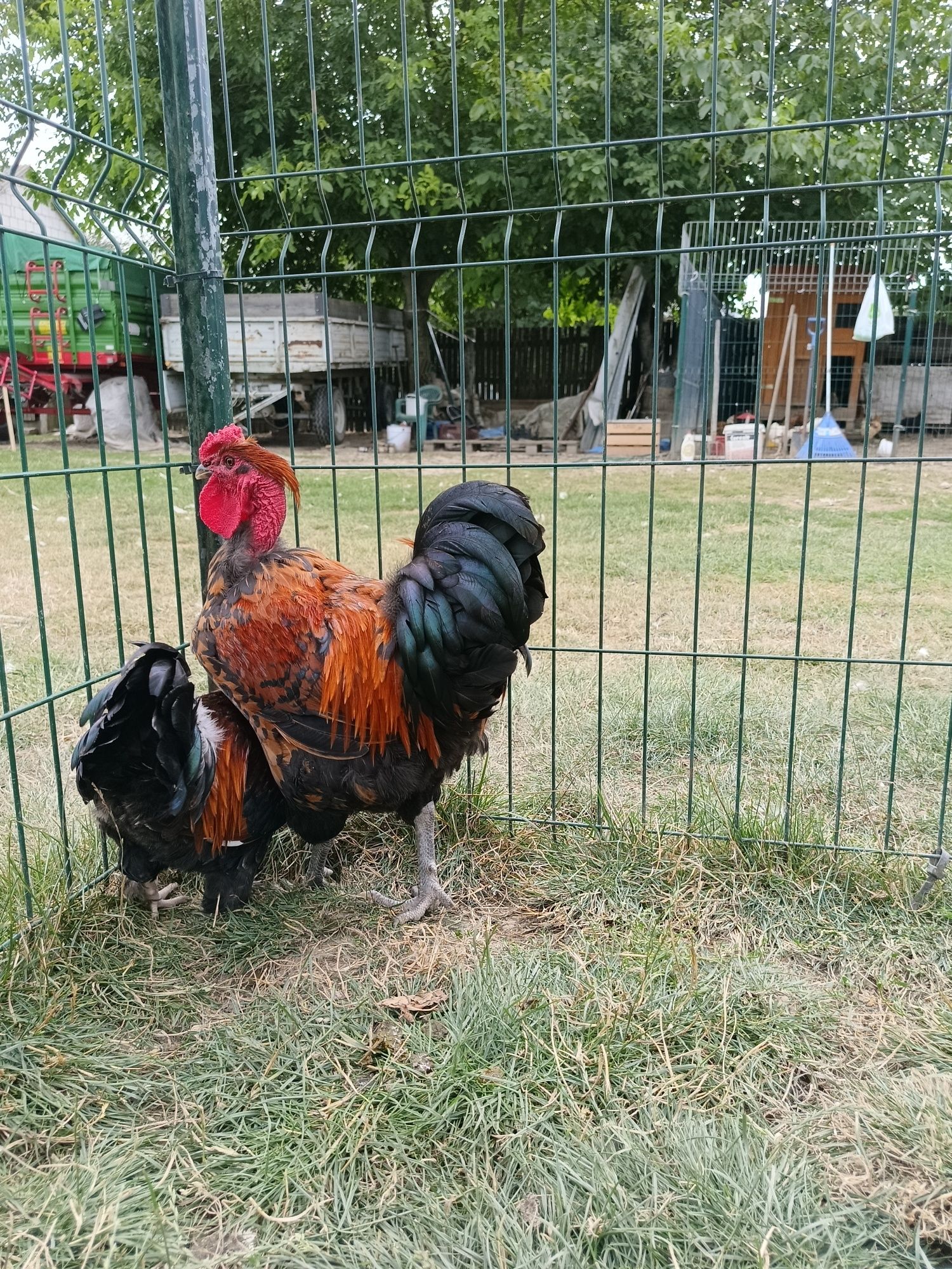 Młode koguty mix Brahma