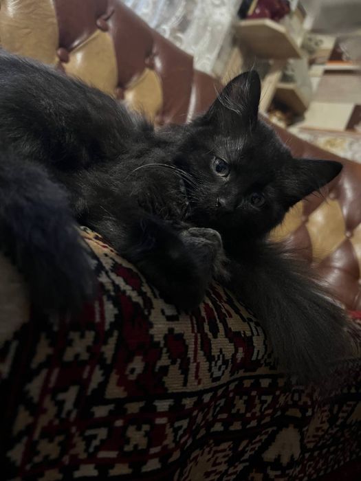 Віддам кошеняток, дуже грайливі та лагідні!