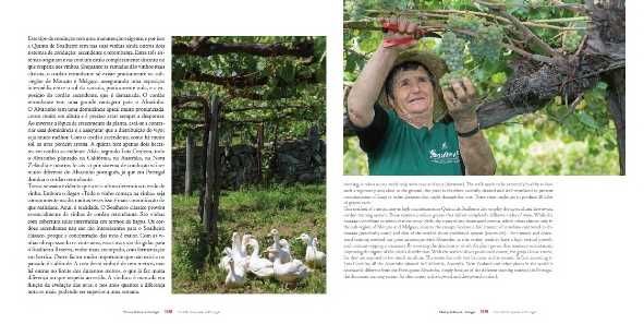"Vinhas Velhas de Portugal" (The Old Vineyards of Portugal) - Novo
