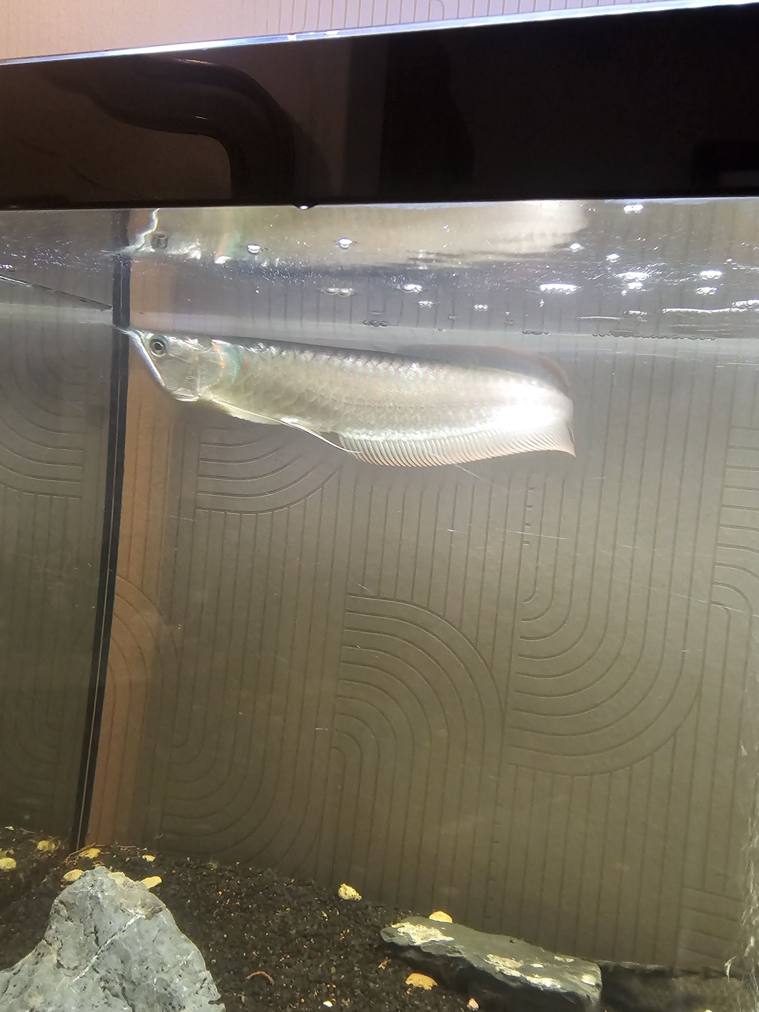 arowana silver 35cm