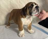 Buldog Angielski piękny piesek po G.Ch,Ch.PL ZKWP/FCI