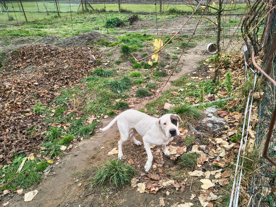 Suczka dog argentynski