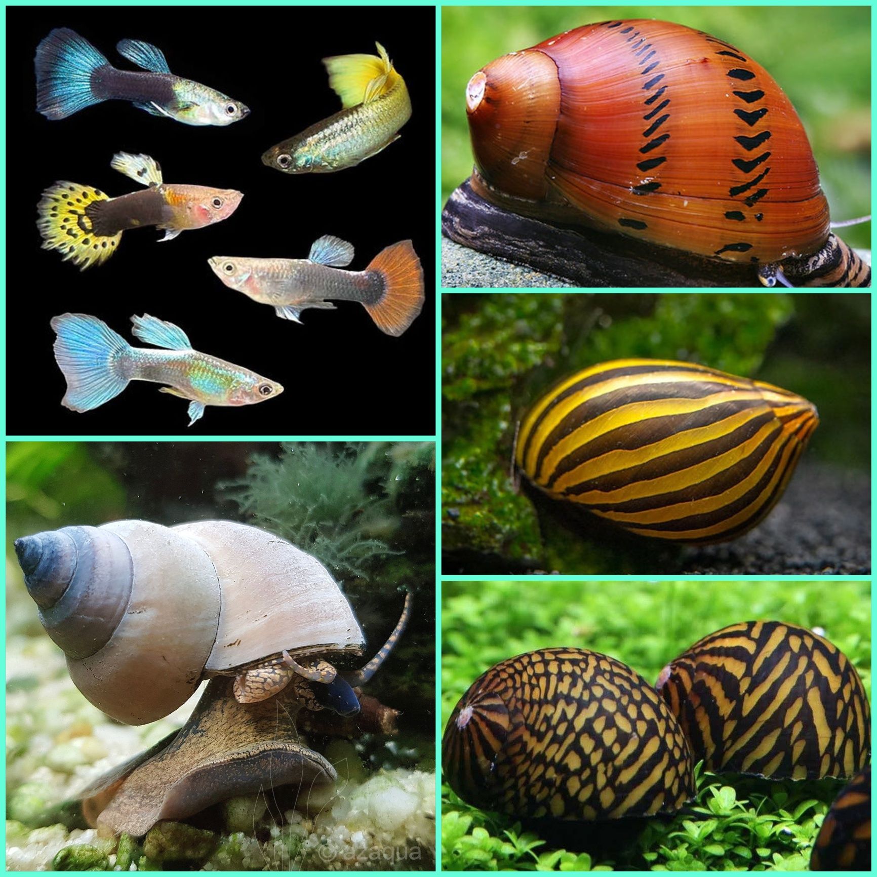 Aquasousa.com - Tetras, Guppys, Corydoras, Neons e muito muito mais...