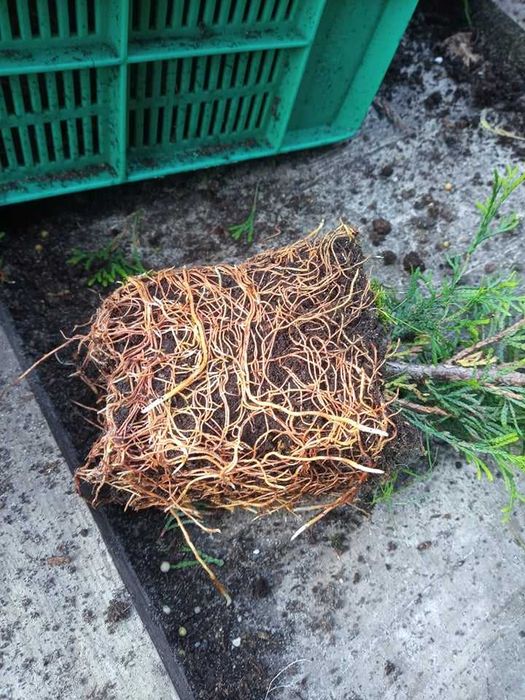 Tuja Szmaragd Doniczka 40 50 cm z dowozem żywopłot Lublin  SADZIMY