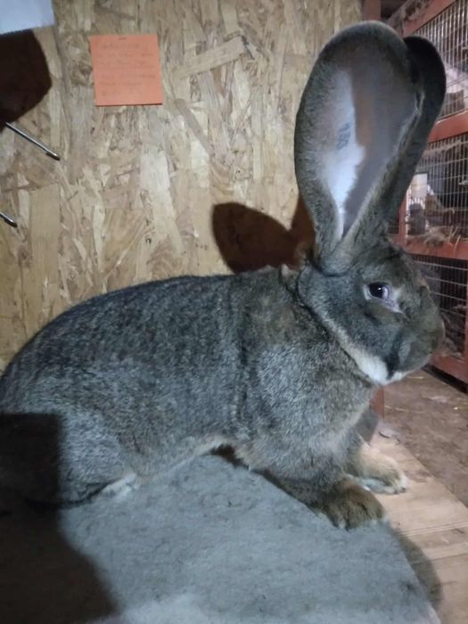 Olbrzym belgijski samce