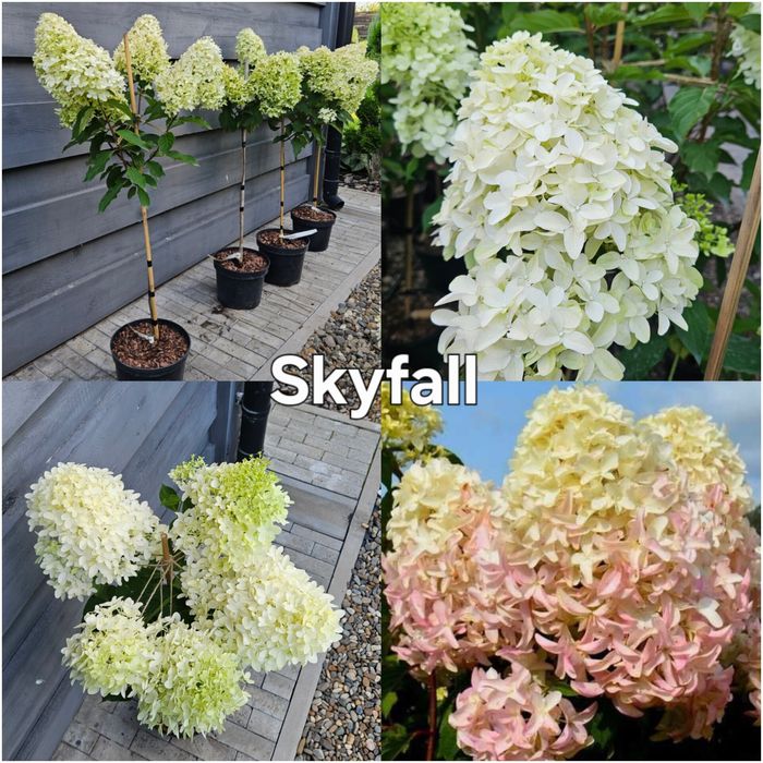 Гортензія на штамбі, штамбова гортензія волотиста,  штамб