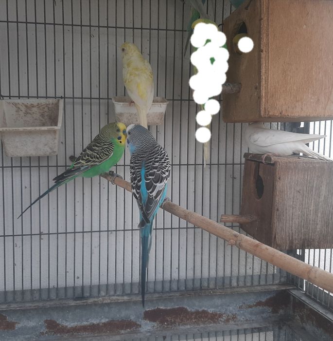 Vendo piriquitos anilhados