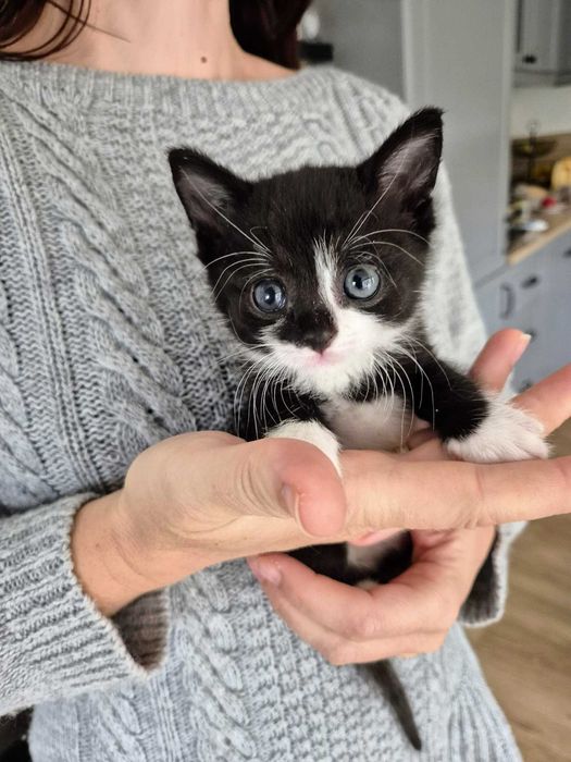 Mały Lucuś szuka domku!