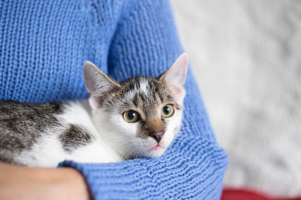 Ptyś szuka domu! Fundacja "Stawiamy na Łapy"