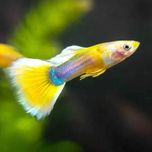 GB Gupik Yellow - ryba krajowa - dowóz ryb!