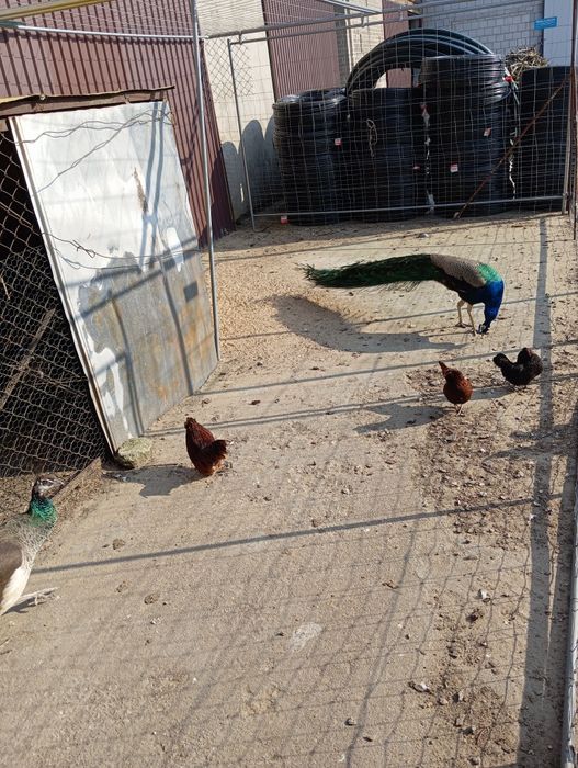 Brodacz wąsacz Antwperski kogut