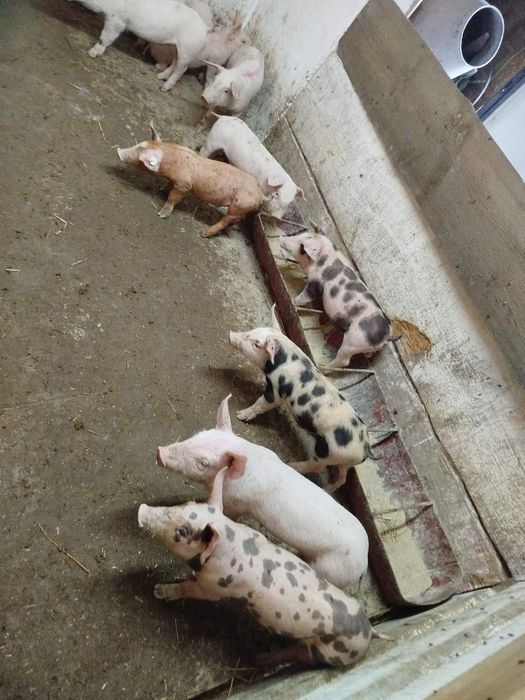 Продаються поросята