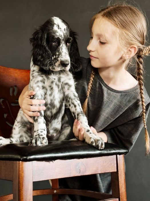 Англійський сетер