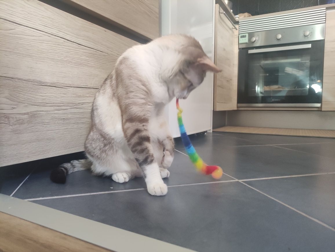 Jogo  colorido para gato