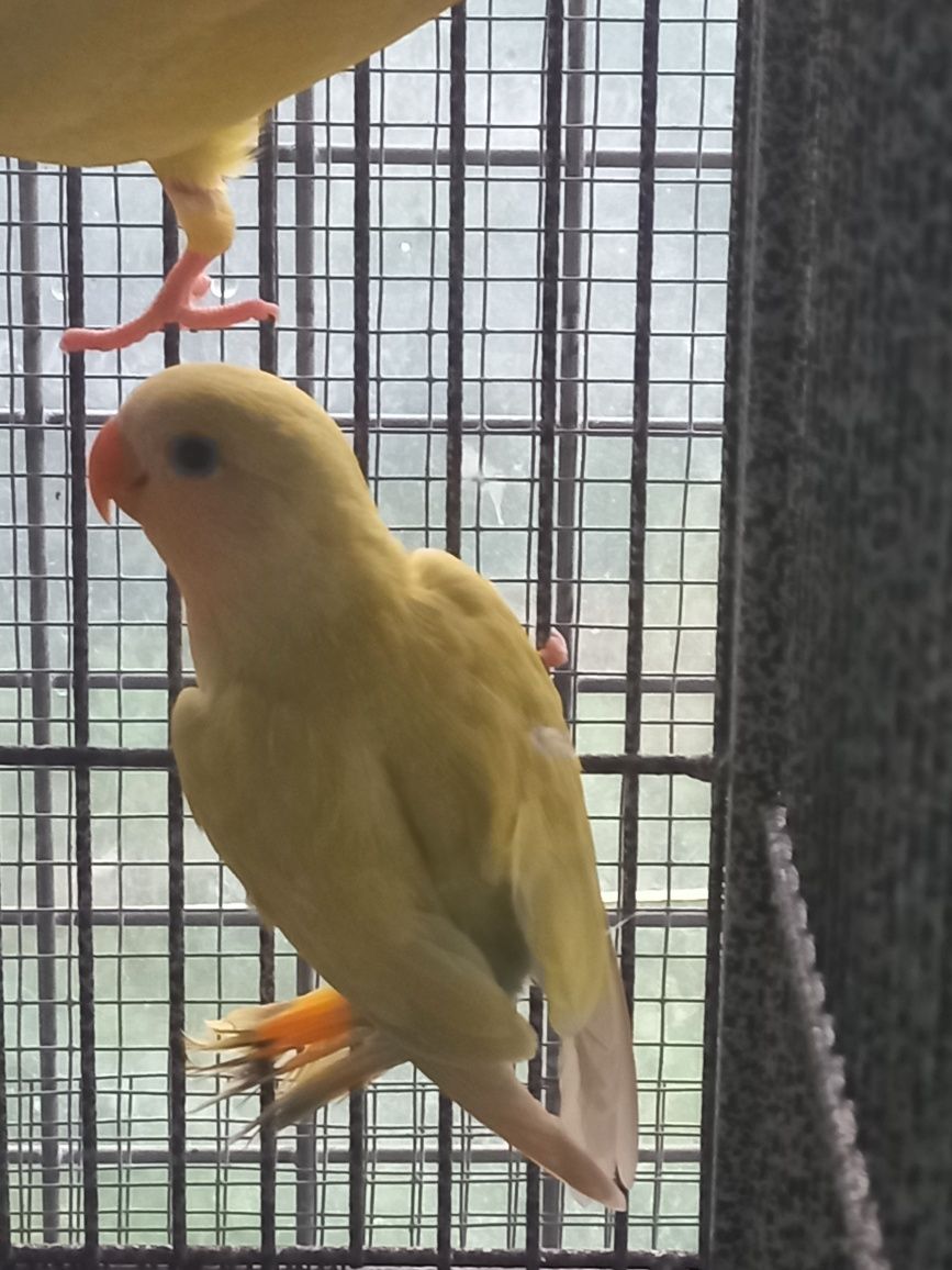 Agapornis rosicolis para cedência