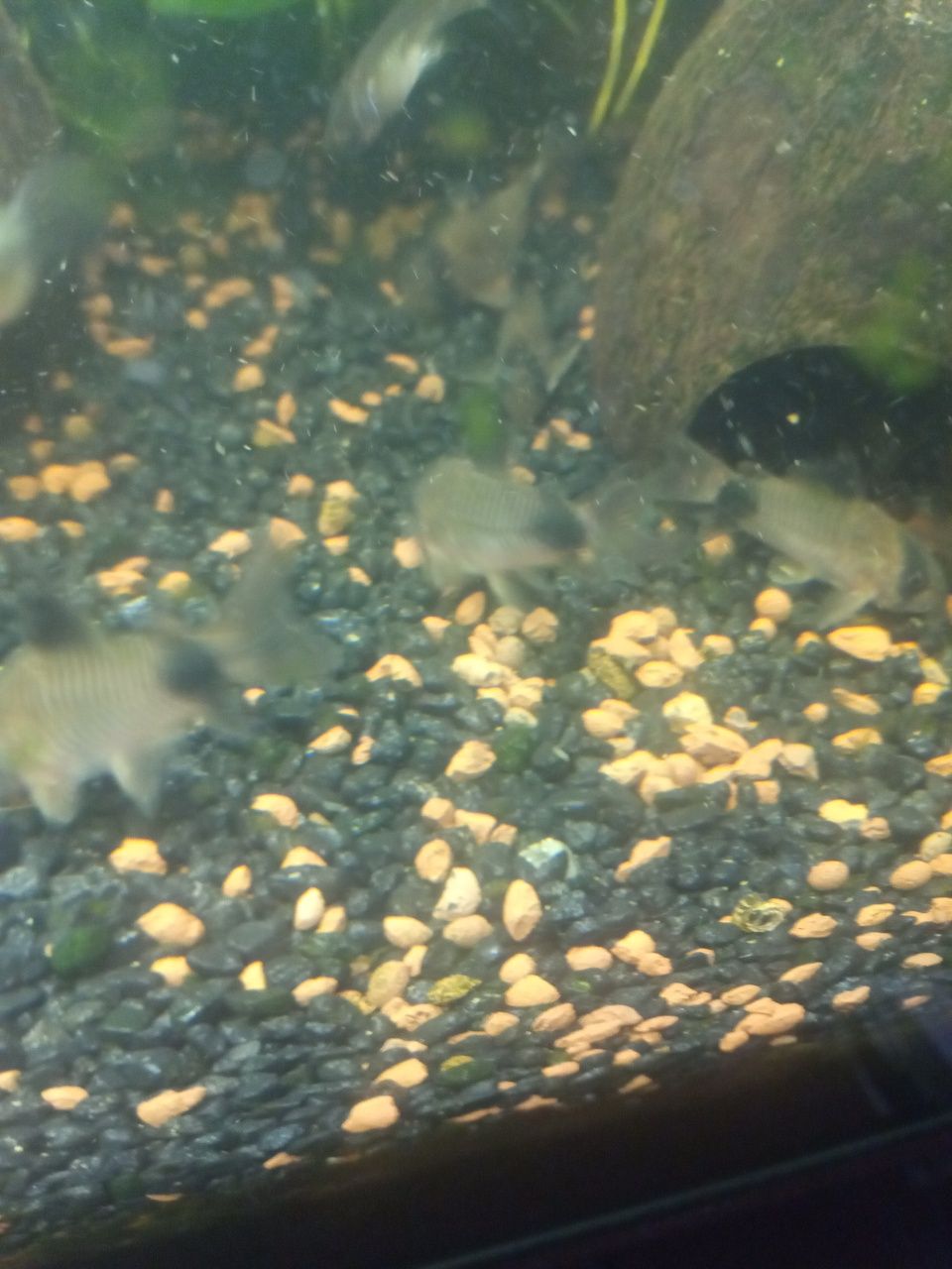 Kirysek Panda, stabilna linia