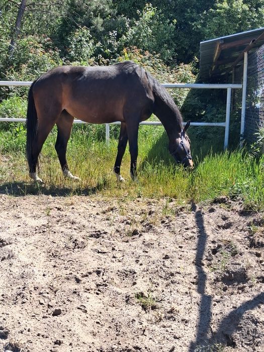Sprzedam klacz 3.5 letnia