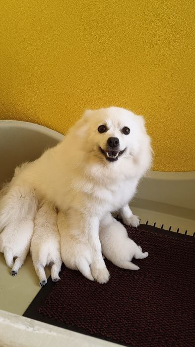 Spitz alemão menina