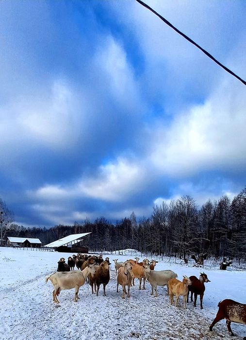 Продам коз ! все котные