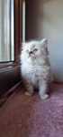 Kocurek Ragdoll z rodowodem WCF gotowy do zmiany domu