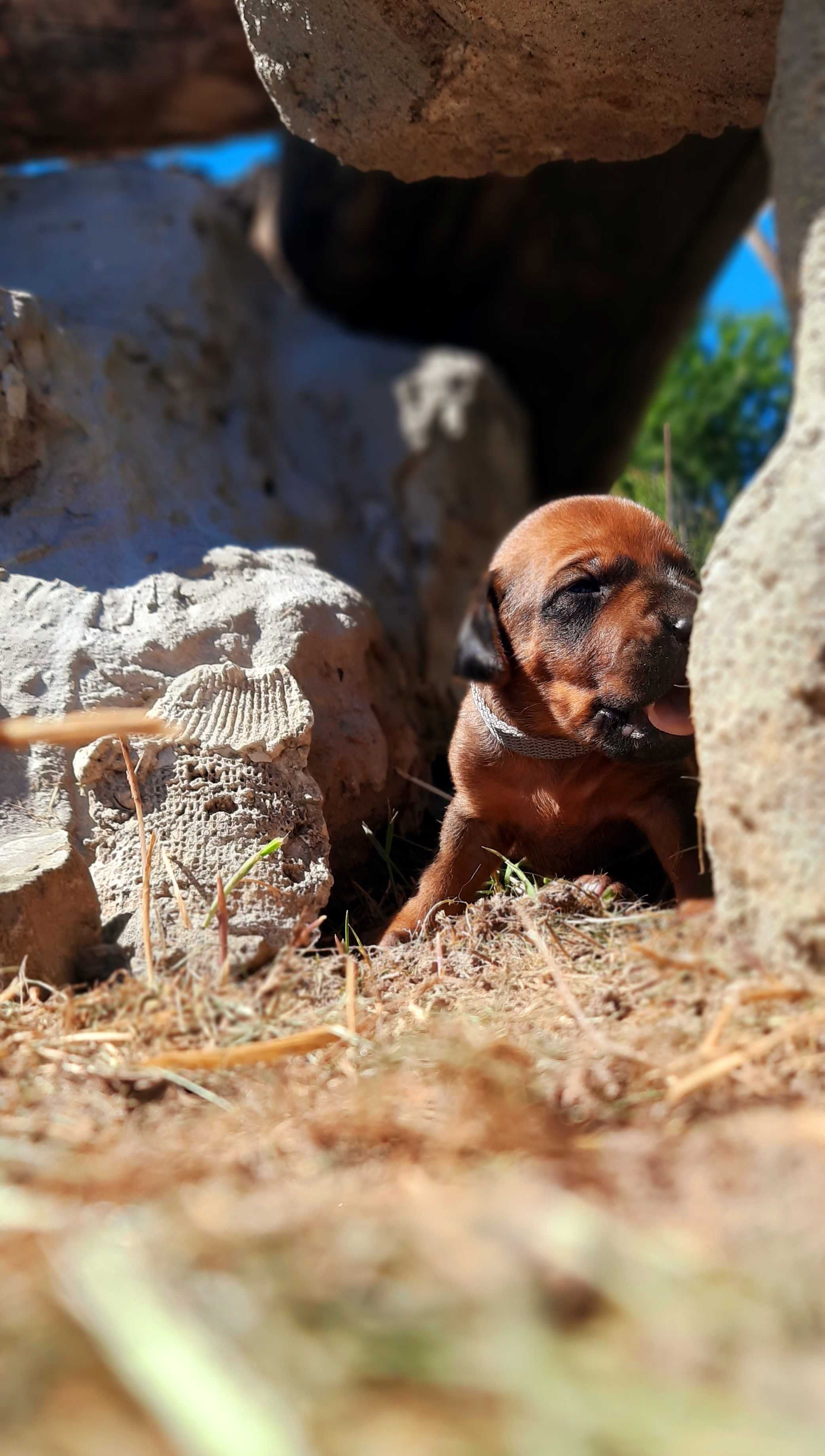 Szczeniak Rhodesian Ridgeback - Hodowla ZKwP/FCI