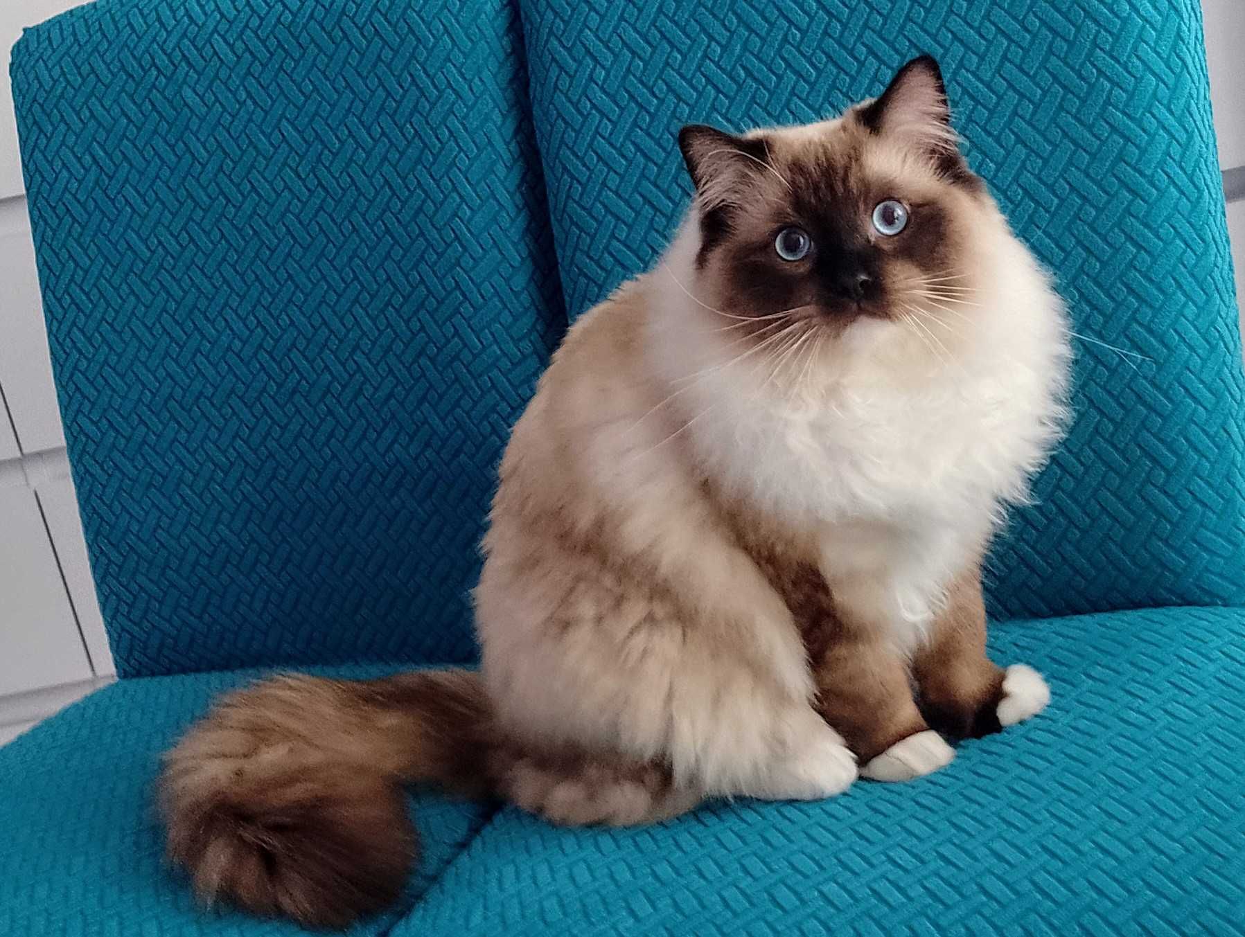 Roczny Ragdool, kocurek seal mitted