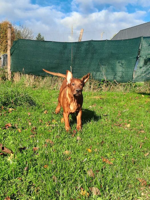 Ostatni szczeniak Rhodesian Ridgeback - Wystawowy - ZKwP + Paszport