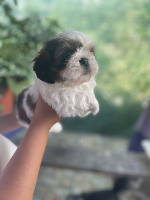 Хлопчики Ши-тцу