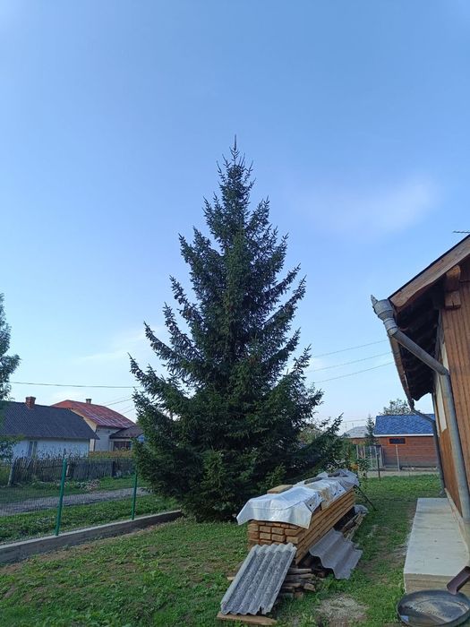 Жива Ялинка. Самовивіз.