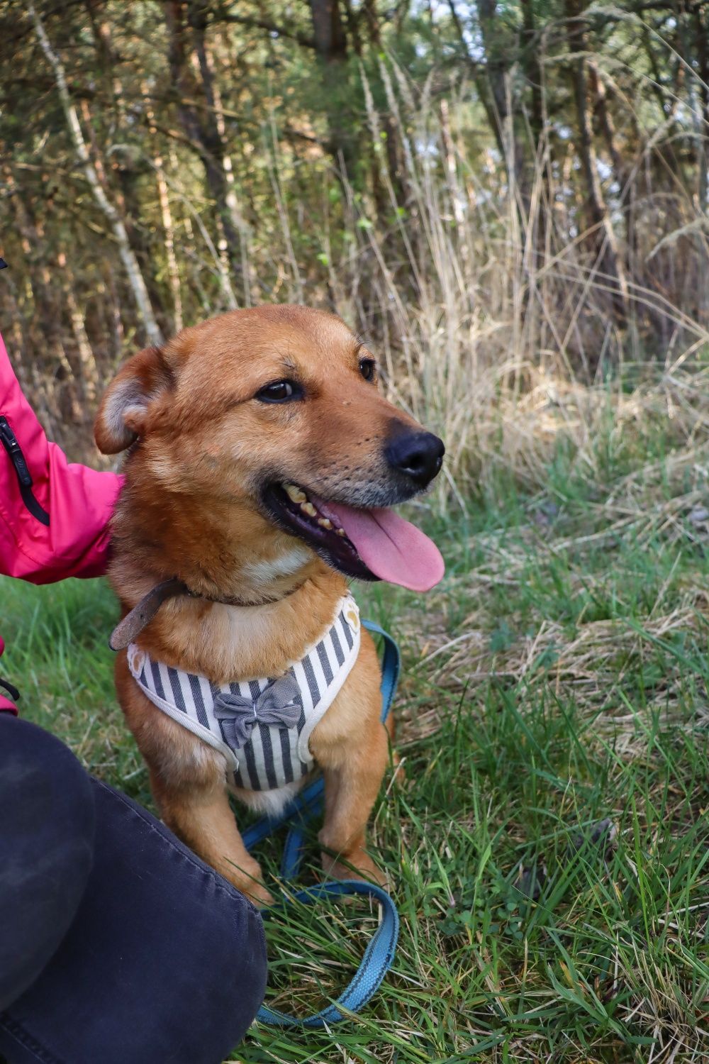 Śliczny Zenuś 3 latka malu psiak do adopcji