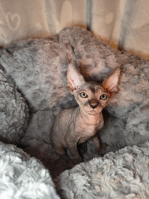 Nemi sfinks kanadyjski szylkret do rezerwacji