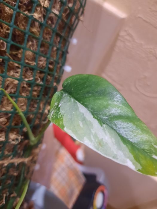 Епіпремнум  Марбл Квін , Pinatum var