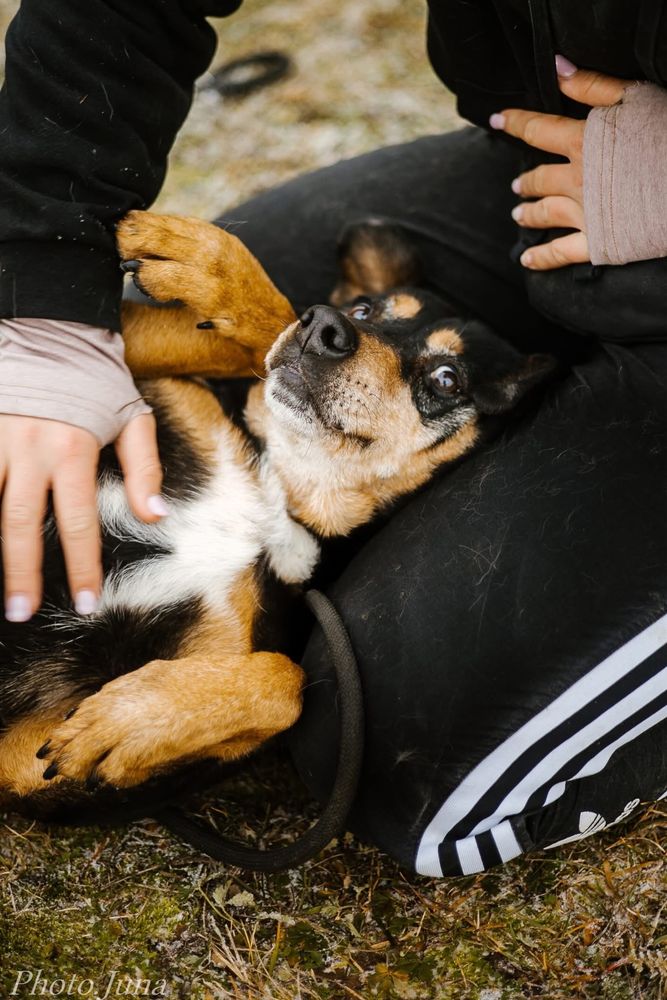 Kora-suczka która nigdy nie miala domu bardzo o niego prosi-adoptuj