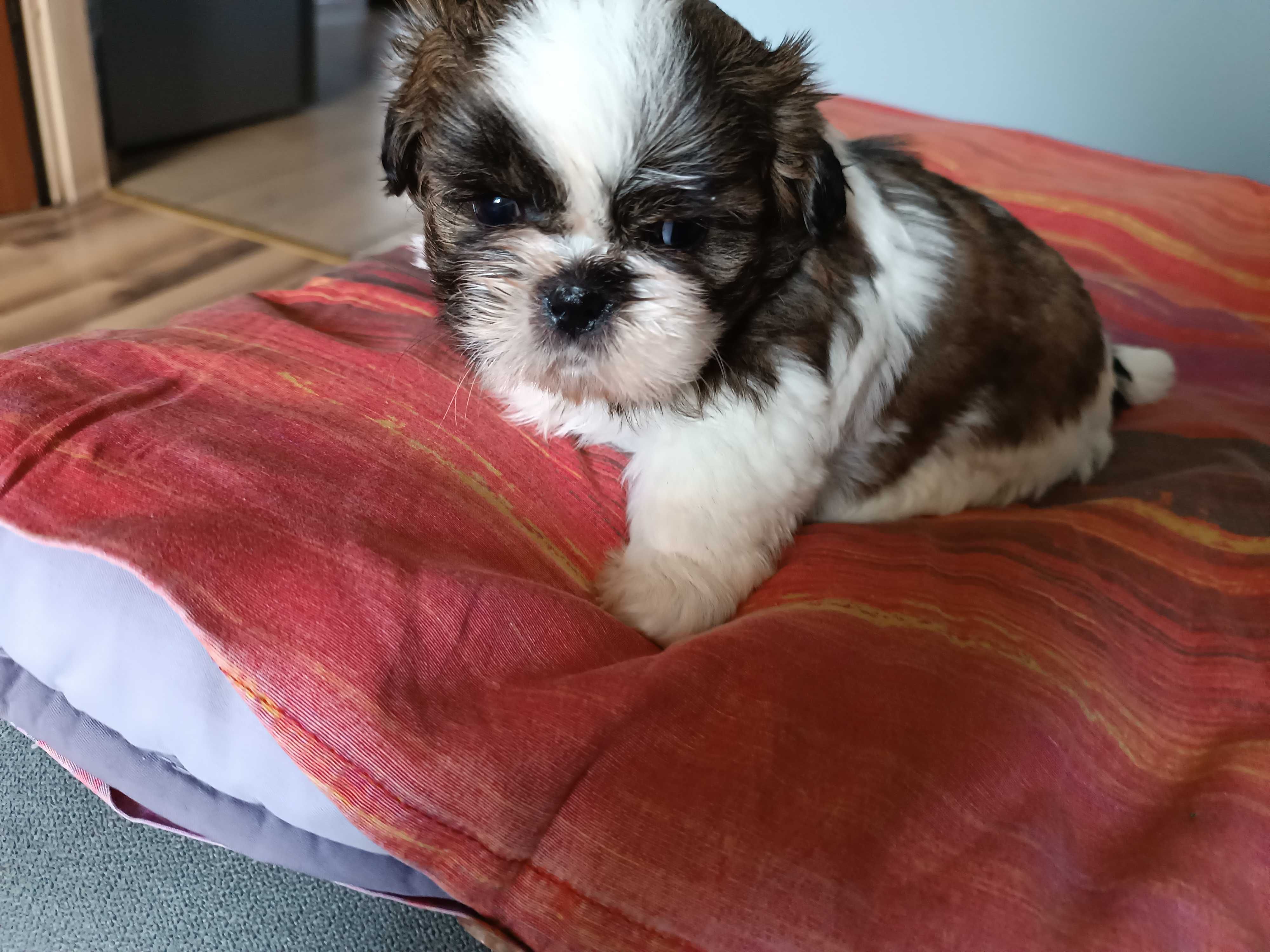 Szczeniak  shih tzu