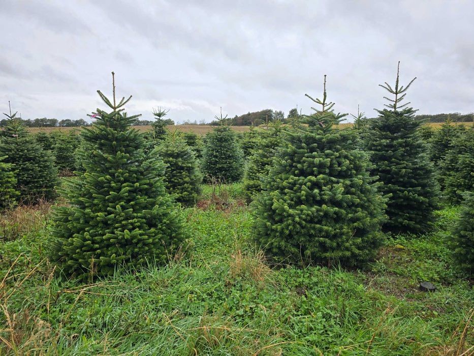Jodły kaukaskie z Danii wszystkie klasy gatunkowe atrakcyjne ceny