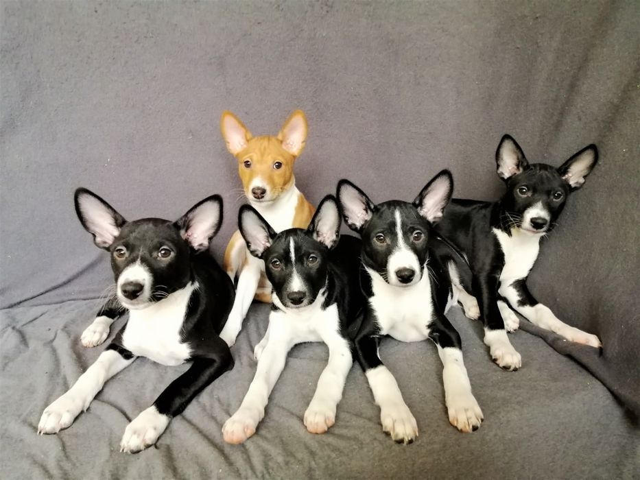 Цуценяти басенджи