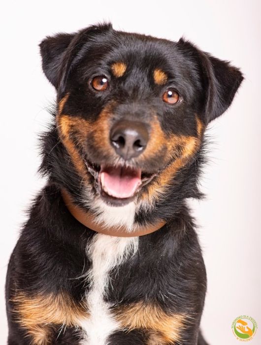 Romeo mikro rottweiler do adopcji, młodziutki