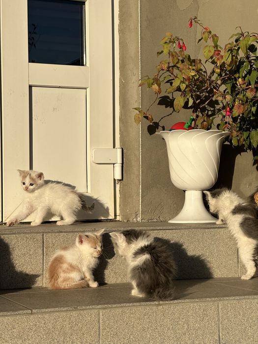 Муркотливі котики в добрі руки! Знають лоток!