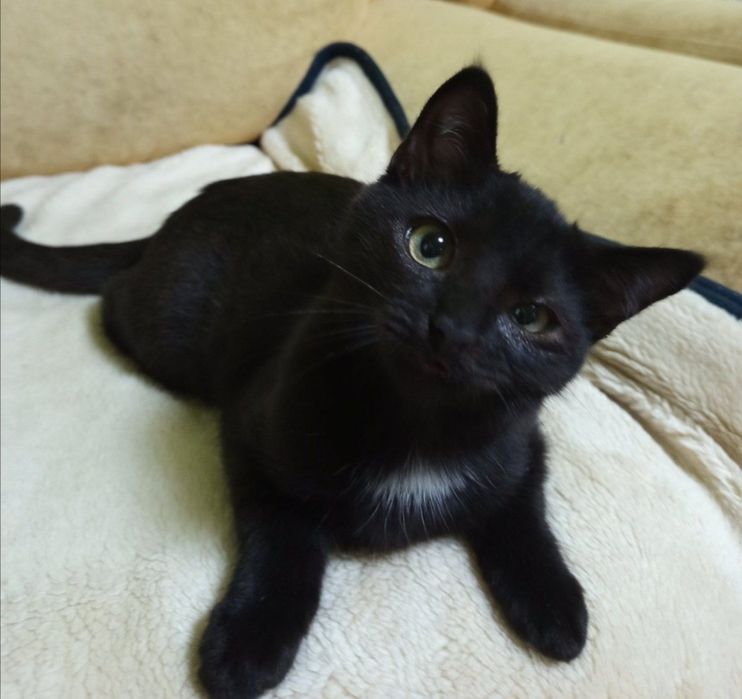 Чорний малюк із великим серцем чекає на свій дім