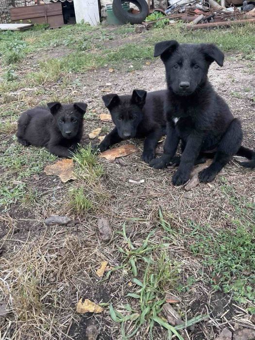 продам цуценят бельгійської вівчарки