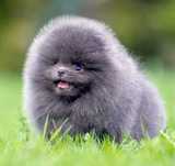 Spitz Alemão Anão e/ou Lulu da Pomerânia  "MACHO BLUE" c/  LOP e AFIXO