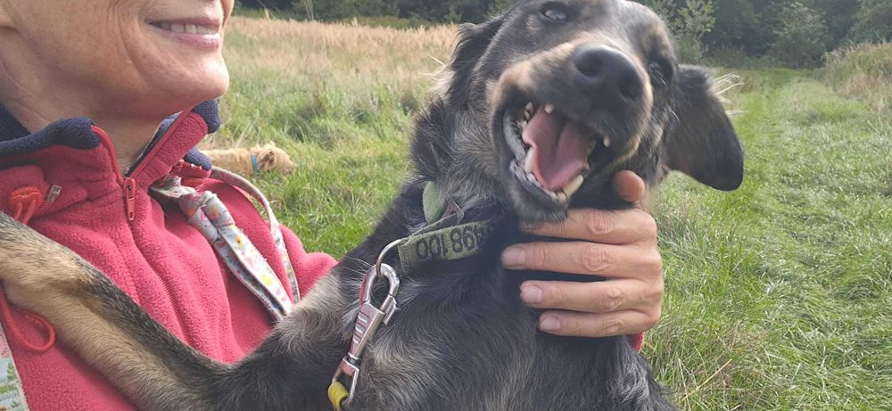 Sami super energiczny młodziak do adopcji