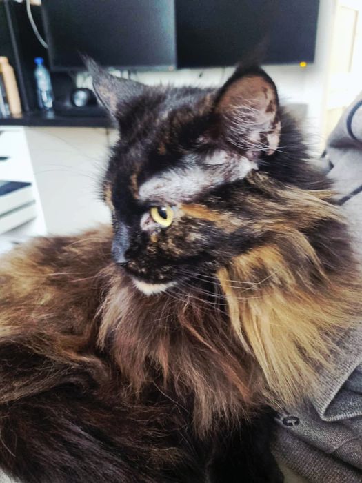 Piękna młodziutka Maine Coon