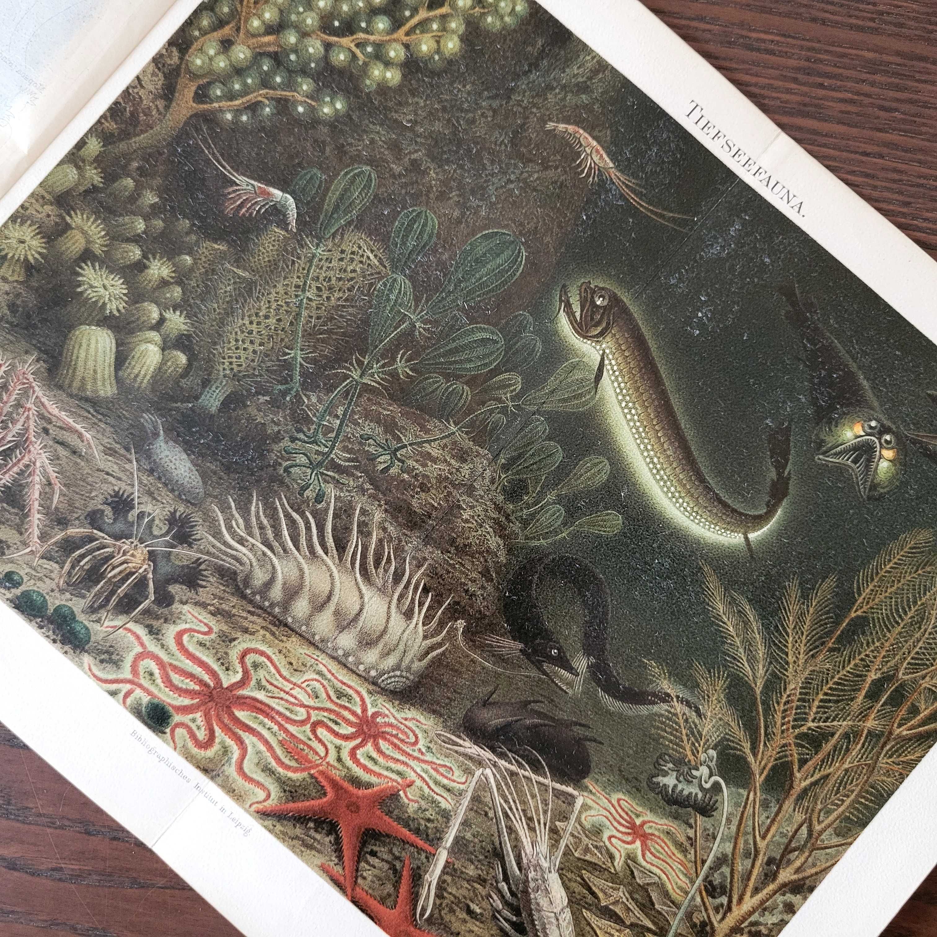 Рыбы Морские обитатели Старинная литография 1895 Германия Meyers