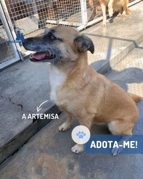 Artemisa cadela porte medio